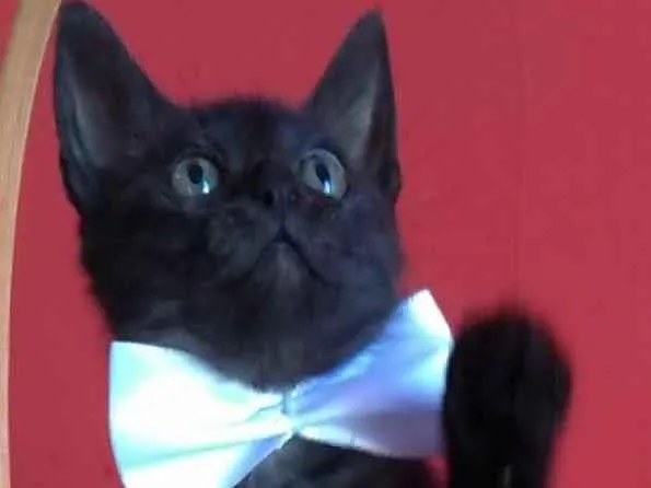 Gato ra a Srd idade 2 a 6 meses nome ZURI