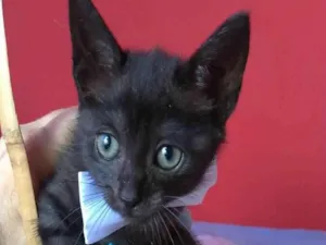 Gato raça Srd idade 2 a 6 meses nome ZURI