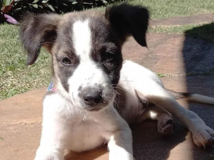 Cachorro ra a SRD-ViraLata idade 2 a 6 meses nome GABY AMARANTO
