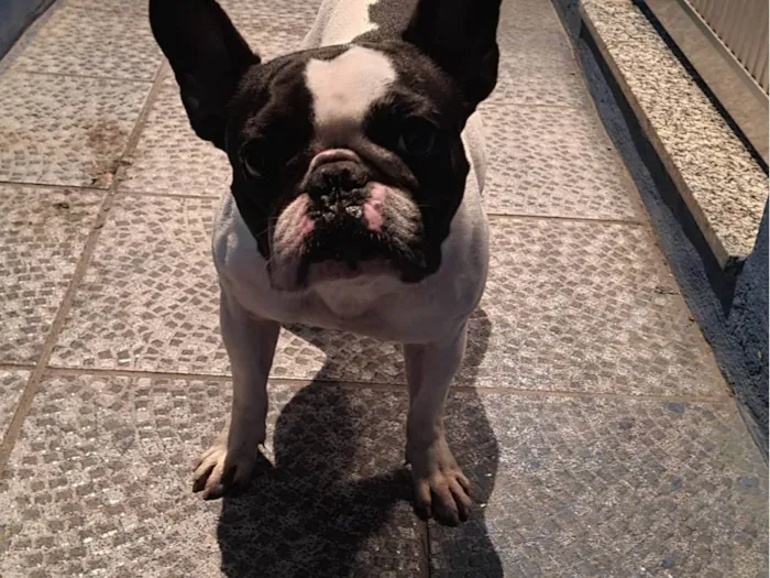 Cachorro ra a Bulldog francês  idade 4 anos nome Cristal