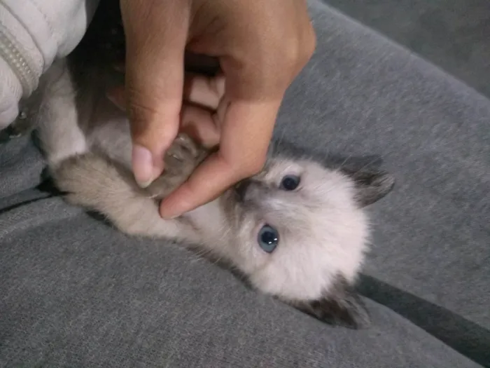 Gato ra a SRD-ViraLata idade Abaixo de 2 meses nome Estrela ??