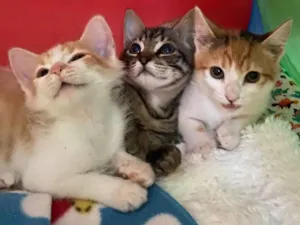 Gato raça Srd idade Abaixo de 2 meses nome Déia 