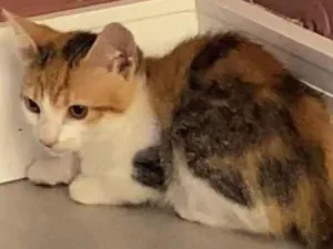Gato raça Srd idade Abaixo de 2 meses nome Mariazinha 