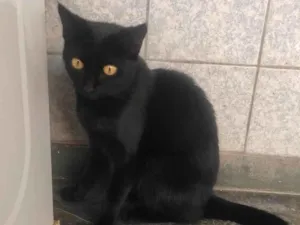 Gato raça SRD-ViraLata idade 1 ano nome Sanji e Nico Robin