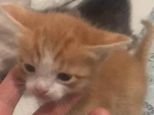 Gato raça SRD idade 2 a 6 meses nome GATITOS FILHOTES! :)