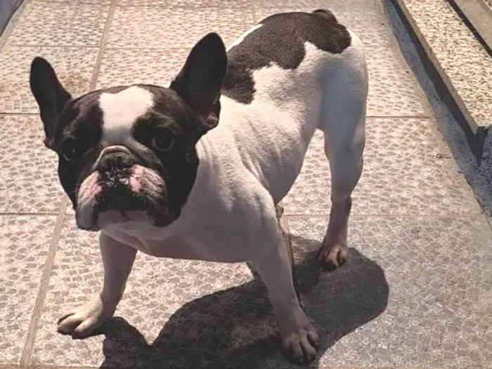 Cachorro ra a Bulldog francês  idade 4 anos nome Cristal