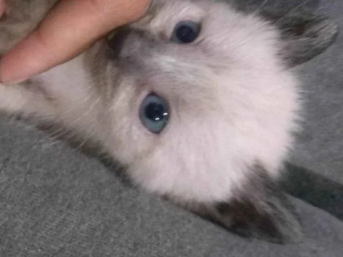 Gato ra a SRD-ViraLata idade Abaixo de 2 meses nome Estrela ??