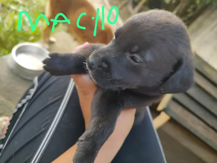 Cachorro ra a vira lata idade Abaixo de 2 meses nome sem nome