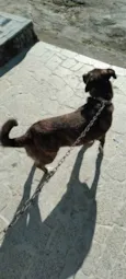 Bela