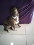 Bela