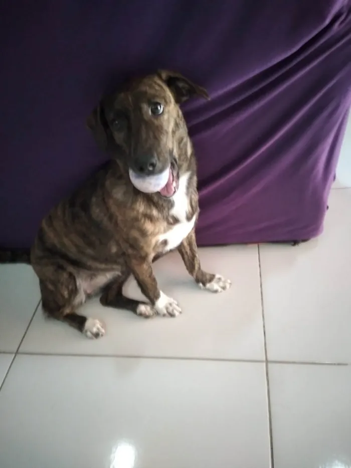 Cachorro raça Vira-lata idade 7 a 11 meses nome Bela