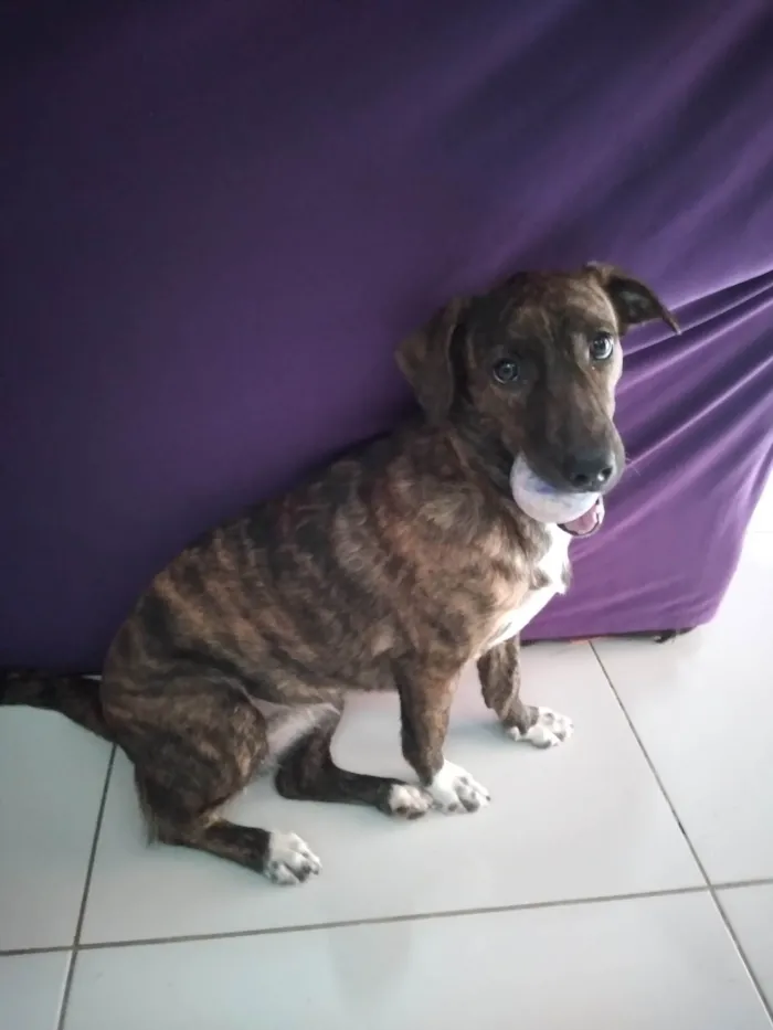 Cachorro raça Vira-lata idade 7 a 11 meses nome Bela