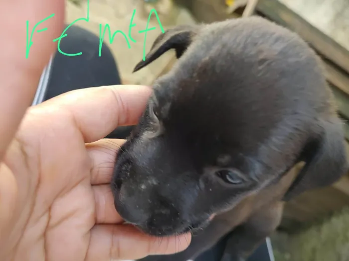 Cachorro ra a vira lata idade Abaixo de 2 meses nome sem nome