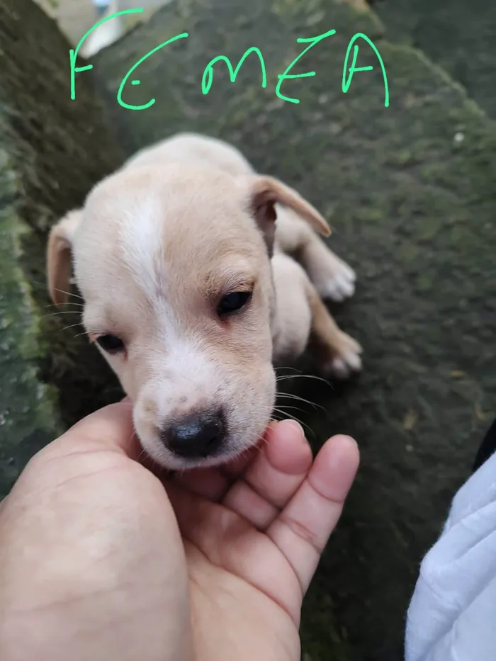 Cachorro ra a vira lata idade Abaixo de 2 meses nome sem nome