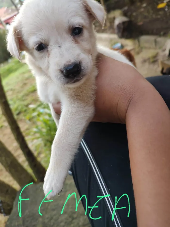 Cachorro ra a vira lata idade Abaixo de 2 meses nome sem nome