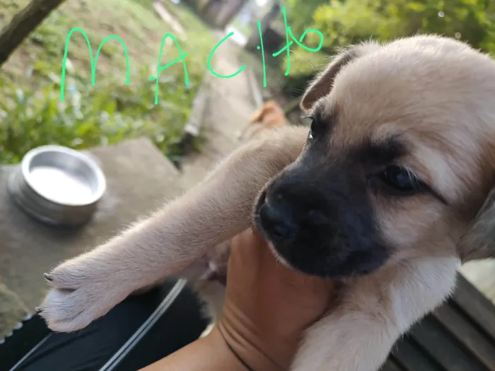 Cachorro ra a vira lata idade Abaixo de 2 meses nome sem nome