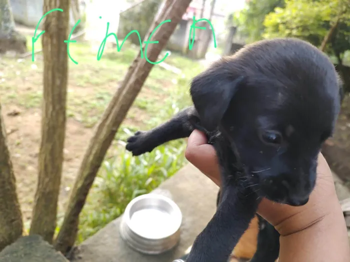 Cachorro ra a vira lata idade Abaixo de 2 meses nome sem nome