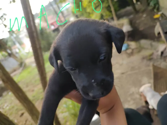 Cachorro ra a vira lata idade Abaixo de 2 meses nome sem nome