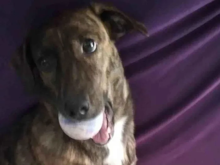 Cachorro raça Vira-lata idade 7 a 11 meses nome Bela