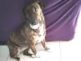 Bela