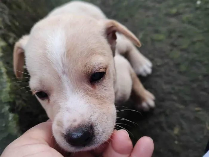 Cachorro ra a vira lata idade Abaixo de 2 meses nome sem nome