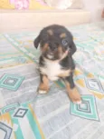 minnie