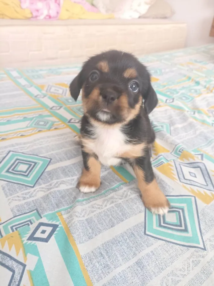 Cachorro ra a SRD-ViraLata idade Abaixo de 2 meses nome minnie