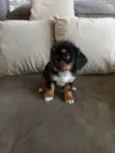 minnie