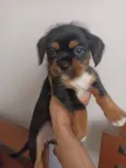minnie