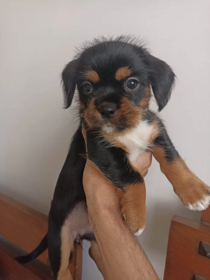 Cachorro ra a SRD-ViraLata idade Abaixo de 2 meses nome minnie