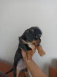 minnie