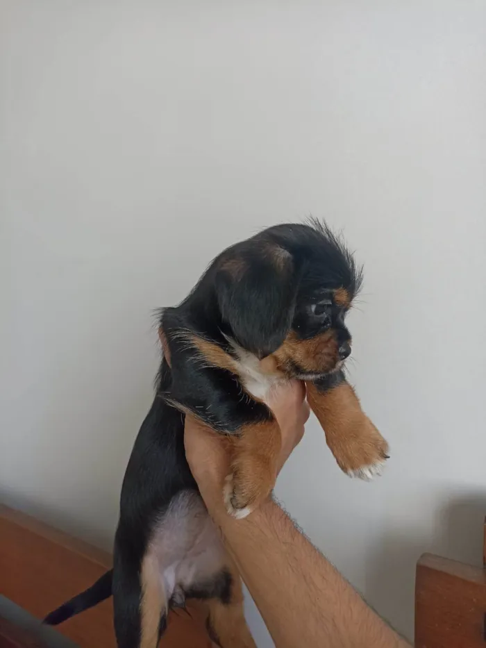Cachorro ra a SRD-ViraLata idade Abaixo de 2 meses nome minnie