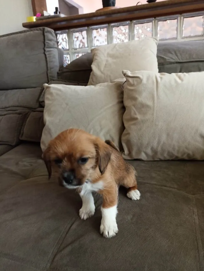 Cachorro ra a SRD-ViraLata idade Abaixo de 2 meses nome lunna