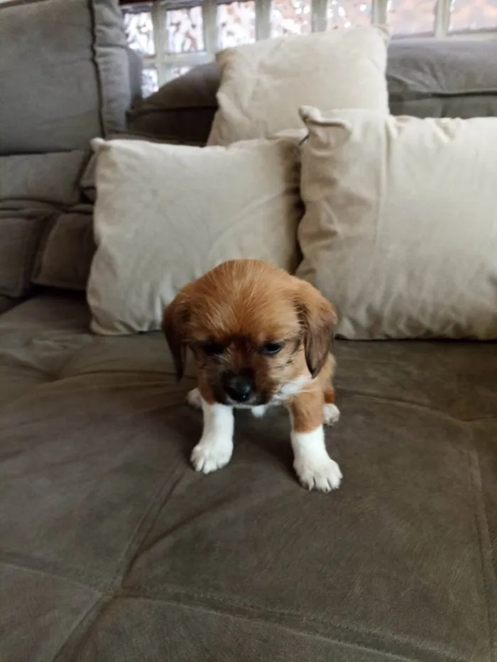 Cachorro ra a SRD-ViraLata idade Abaixo de 2 meses nome lunna