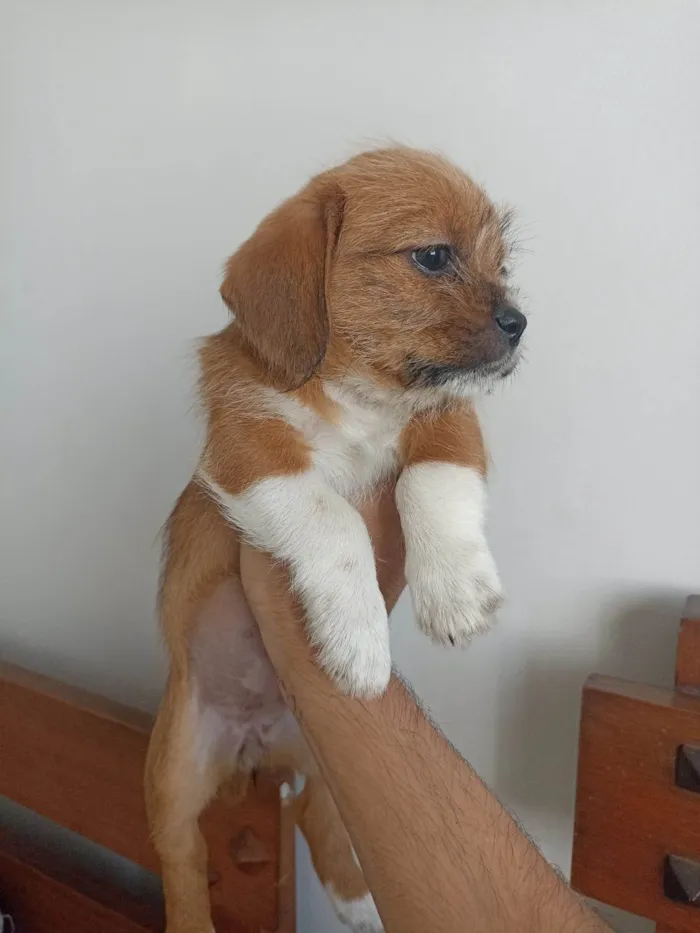 Cachorro ra a SRD-ViraLata idade Abaixo de 2 meses nome lunna
