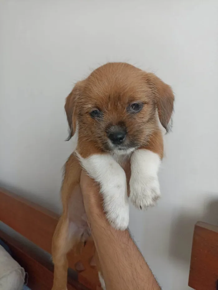 Cachorro ra a SRD-ViraLata idade Abaixo de 2 meses nome lunna