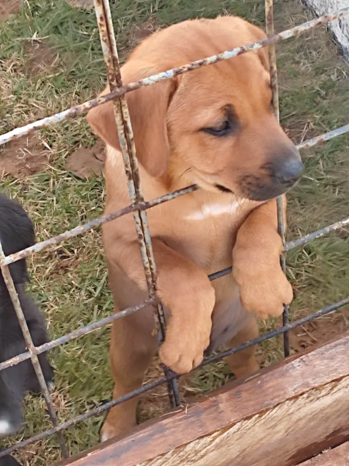 Cachorro raça Vira lata idade Abaixo de 2 meses nome Fêmea 1