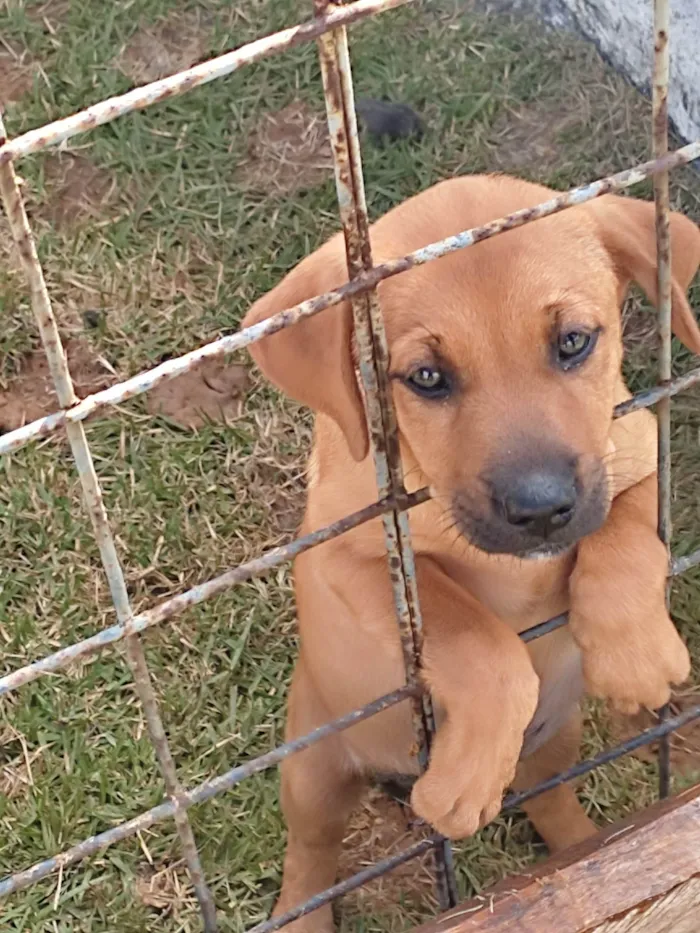 Cachorro raça Vira lata idade Abaixo de 2 meses nome Fêmea 1