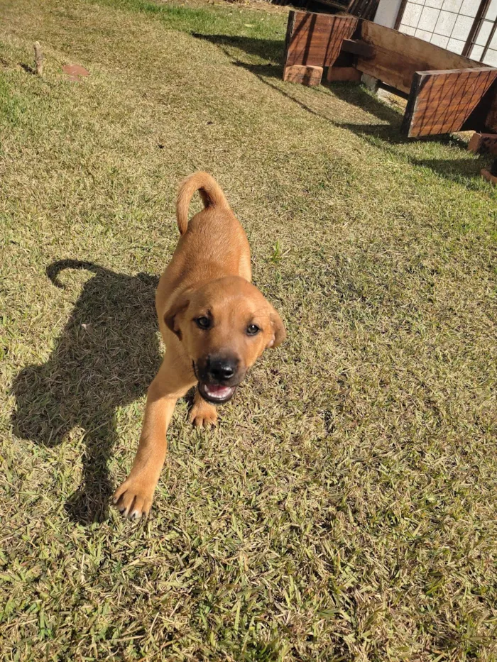 Cachorro raça Vira lata idade Abaixo de 2 meses nome Fêmea 1
