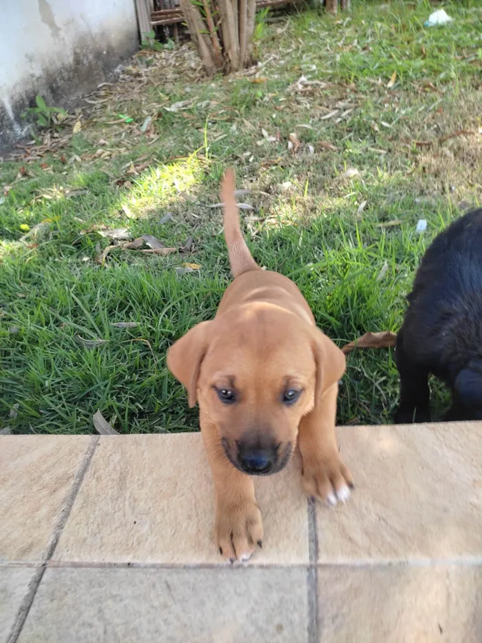 Cachorro raça Vira lata idade Abaixo de 2 meses nome Fêmea 1