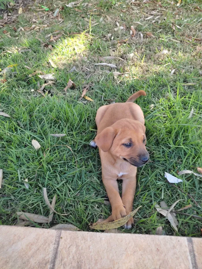 Cachorro raça Vira lata idade Abaixo de 2 meses nome Fêmea 1