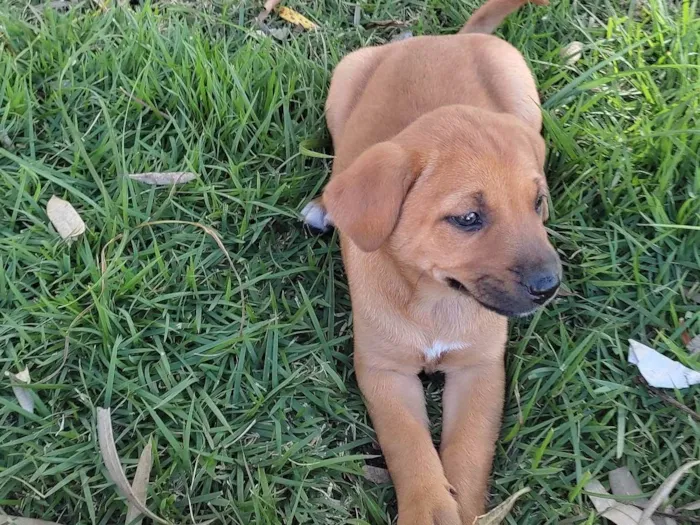 Cachorro raça Vira lata idade Abaixo de 2 meses nome Fêmea 1