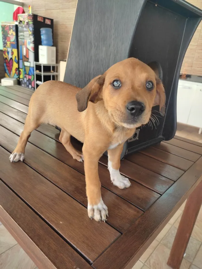 Cachorro raça Vira lata  idade Abaixo de 2 meses nome Sem nome ainda