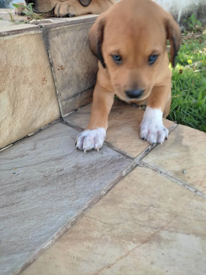 Cachorro raça Vira lata  idade Abaixo de 2 meses nome Sem nome ainda
