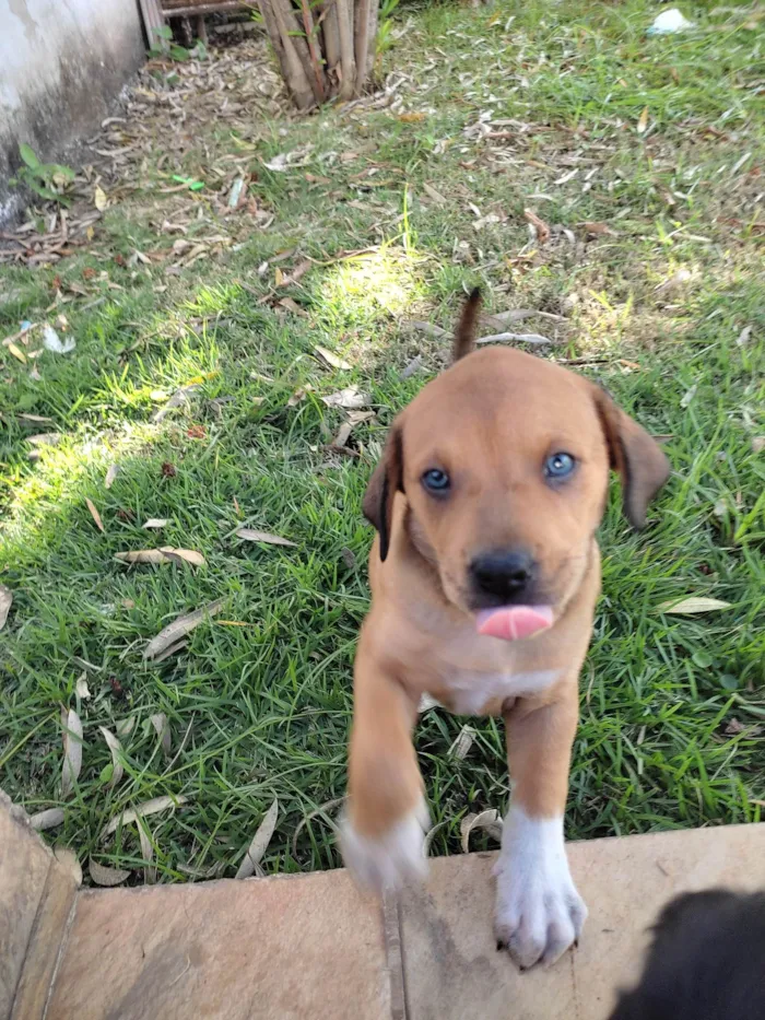 Cachorro raça Vira lata  idade Abaixo de 2 meses nome Sem nome ainda