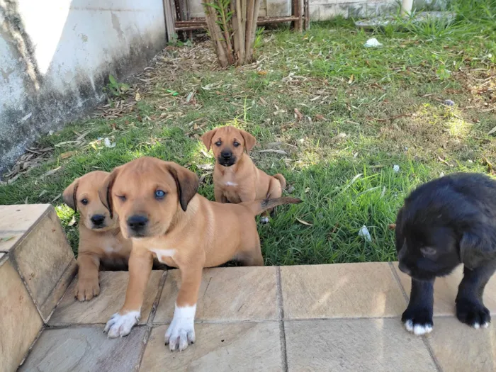 Cachorro raça Vira lata  idade Abaixo de 2 meses nome Sem nome ainda