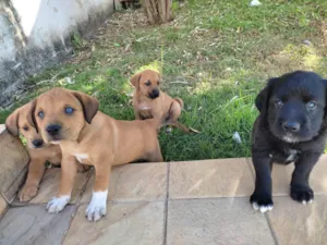 Cachorro raça Vira lata  idade Abaixo de 2 meses nome Sem nome ainda