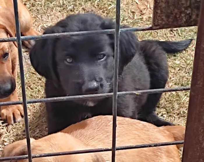 Cachorro raça Vira lata idade Abaixo de 2 meses nome Macho 1