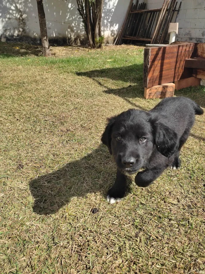 Cachorro raça Vira lata idade Abaixo de 2 meses nome Macho 1