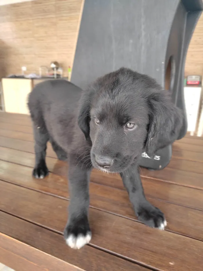 Cachorro raça Vira lata idade Abaixo de 2 meses nome Macho 1